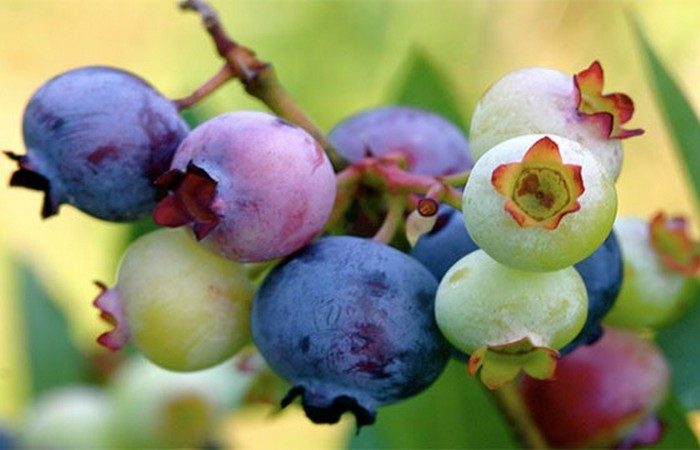 Неизвестные факты о самых разных фруктах