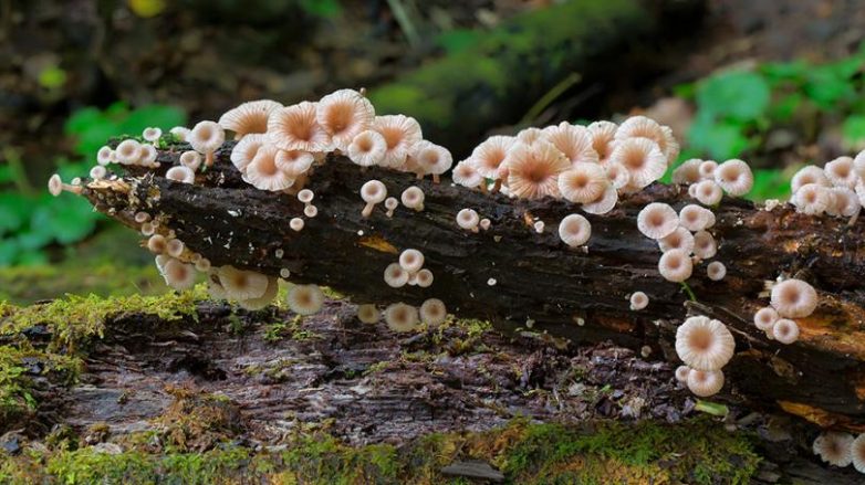 Потрясающие макрофото грибов и лишайников