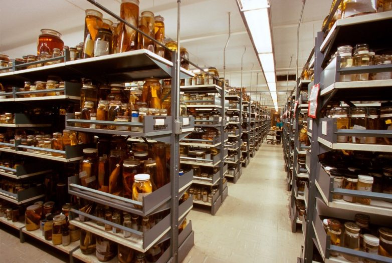 Секретные коллекции Американского музея естественной истории