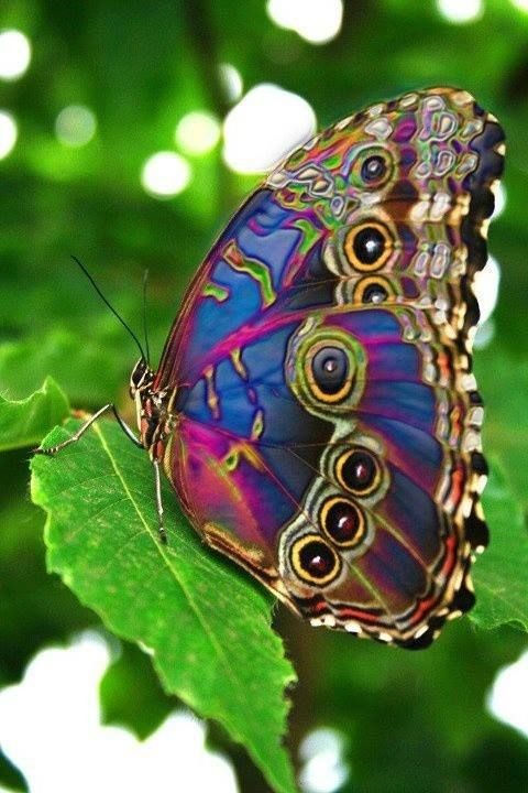 Невероятные бабочки