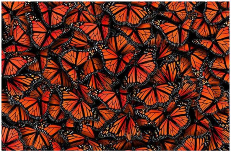 Невероятные бабочки