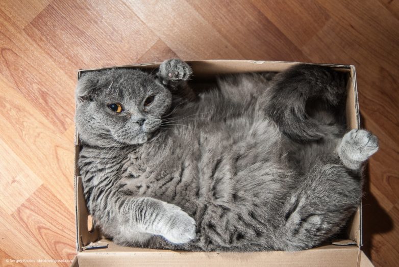 Котейка в коробейке: почему котики обожают коробки