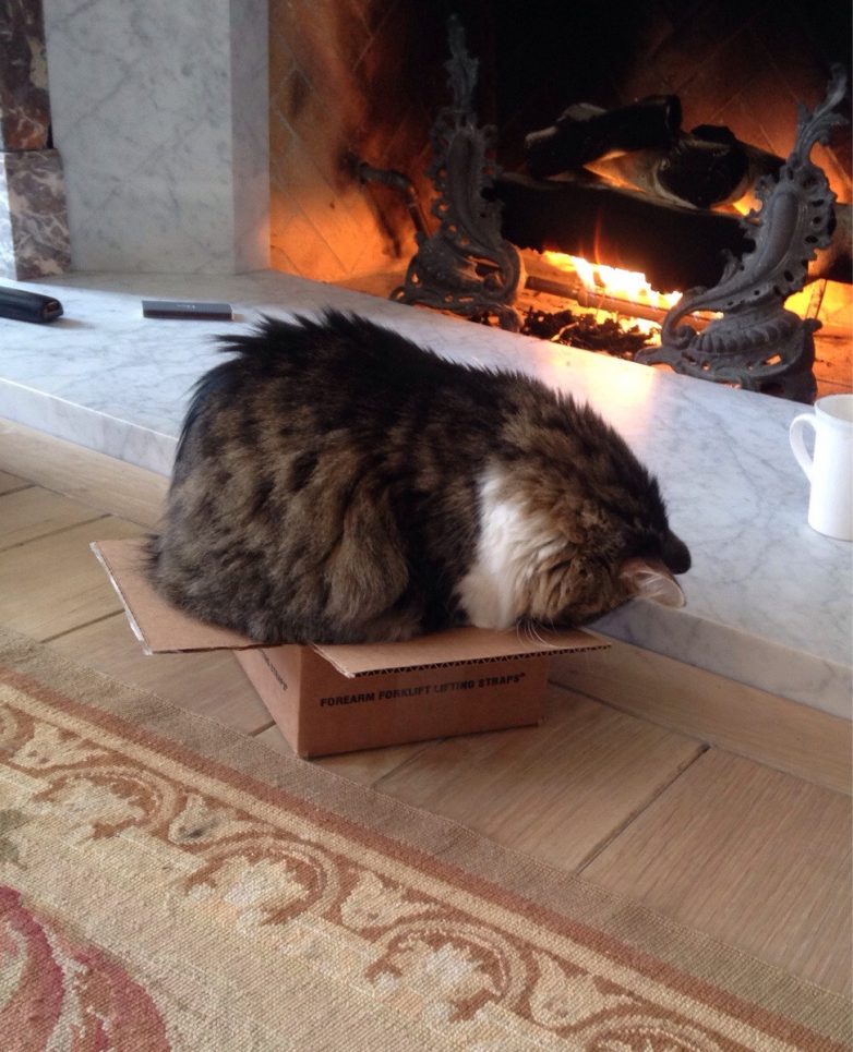 Котейка в коробейке: почему котики обожают коробки