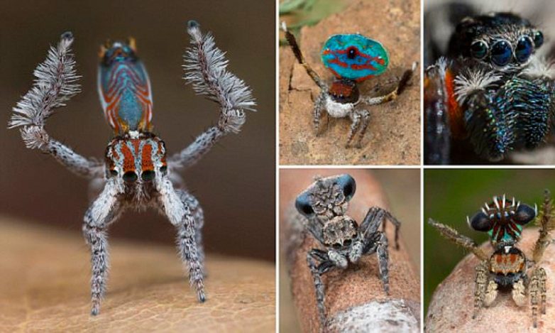 Как выглядит и где живёт, возможно, самый красивый паук в мире