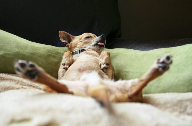 Собаки в постели: класть или не класть?
