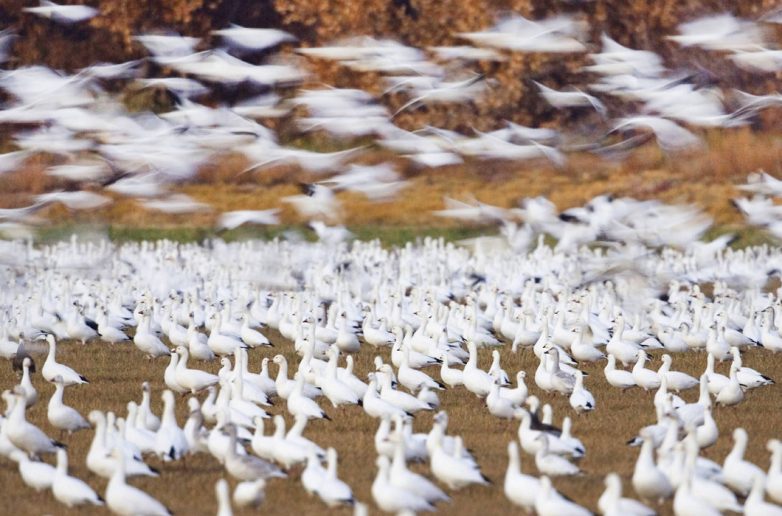 Когда стадный инстинкт прекрасен: фантастические фото мигрирующих стаями животных