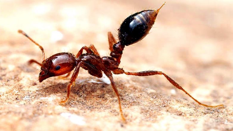 Мал клоп, да... смертелен: топ-8 самых опасных насекомых для человека