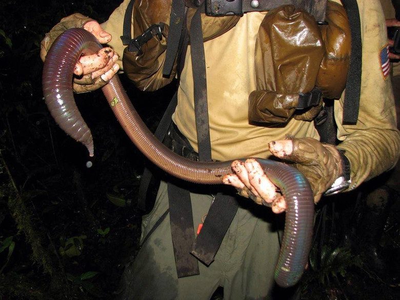 Дрожь земли: мифические (или нет?) черви, которые могли бы уделать любую анаконду