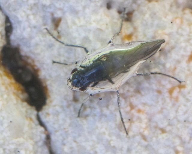 Как уникальные мухи-аквалангисты научились жить под водой