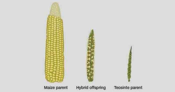 Как выглядели фрукты и овощи, изменённые человеком, когда ГМО ещё не были мейнстримом