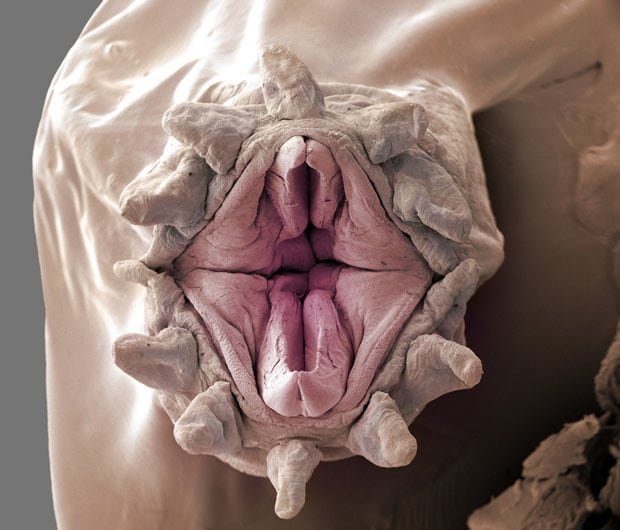 Страсти-мордасти: фото реальных существ под микроскопом, которые страшнее любого монстра из ужастиков