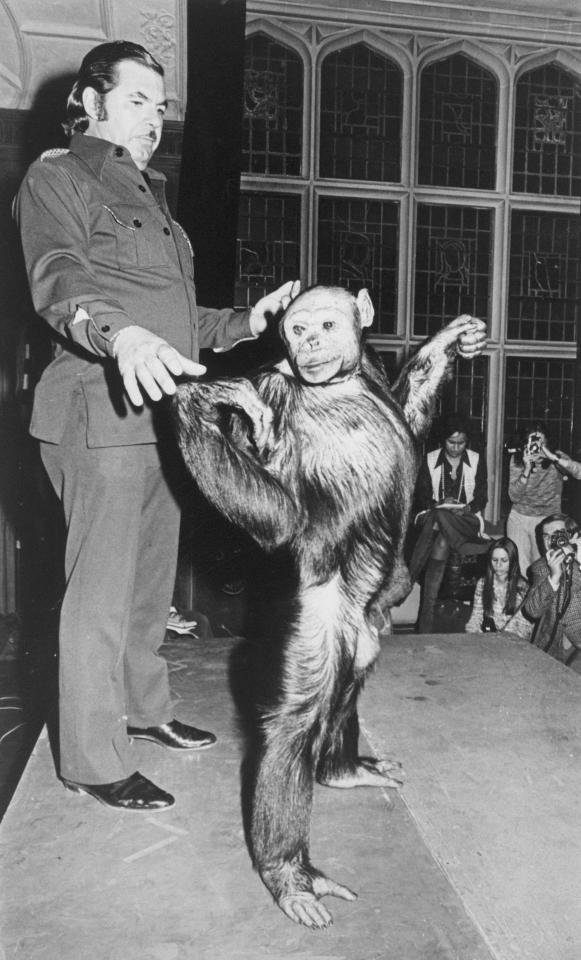 Нечеловеческий эксперимент: какая судьба постигла гуманзе, потомка шимпанзе и человека