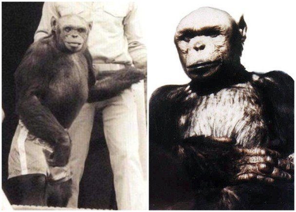 Нечеловеческий эксперимент: какая судьба постигла гуманзе, потомка шимпанзе и человека