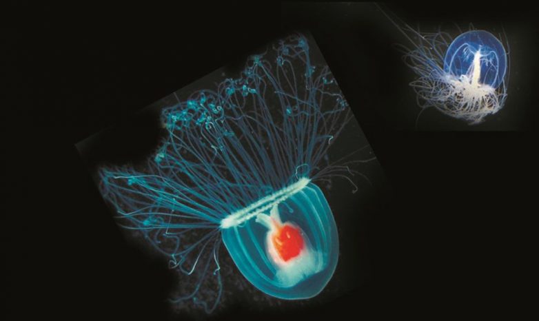 Слишком скучно быть бессмертным? Turritopsis dohrnii: медуза, которая не умеет умирать