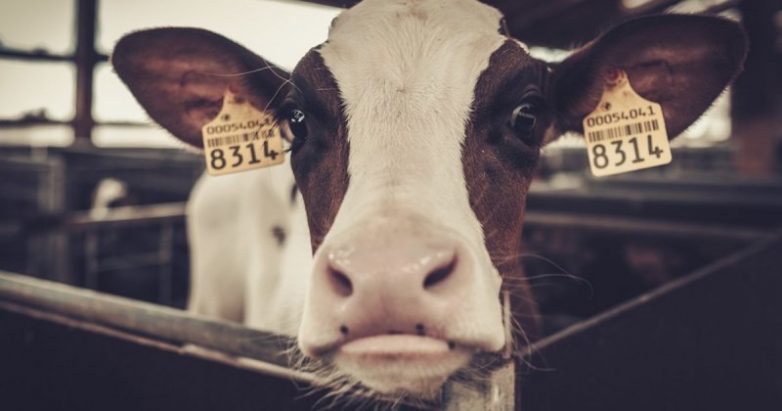 Почему мясо коровы говядиной зовётся?
