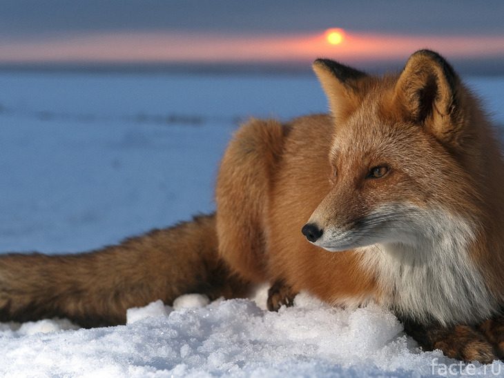 Как и зачем лисы используют магнитное поле Земли?
