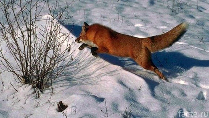 Как и зачем лисы используют магнитное поле Земли?