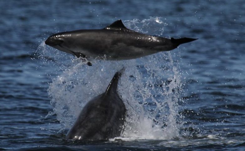 На лицо прекрасные, мерзкие внутри: неприятная правда про дельфинов