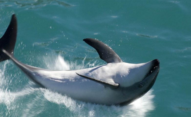 На лицо прекрасные, мерзкие внутри: неприятная правда про дельфинов
