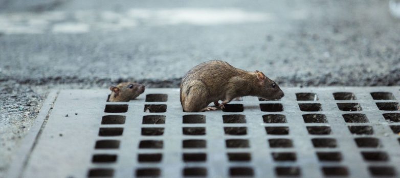 Зафиксирован первый случай инфицирования человека крысиным гепатитом