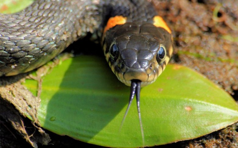 10 распространённых мифов о змеях, в которые пора перестать верить