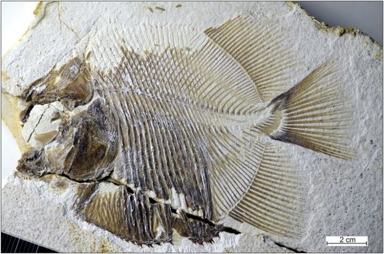 Адская рыба: в Германии найдены останки пираньи, которая кушала динозавров