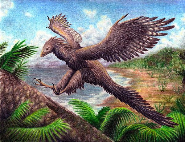 Учёные нашли птичьи перья, которым 100 миллионов лет