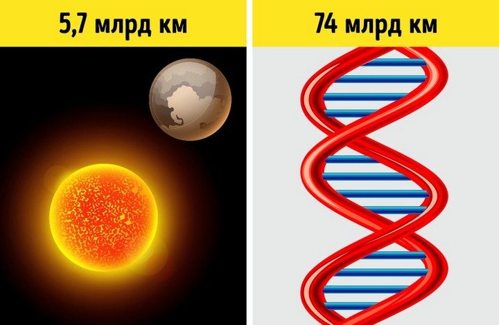 5 занимательных фактов о ДНК, которые изменят ваше представление о генетике
