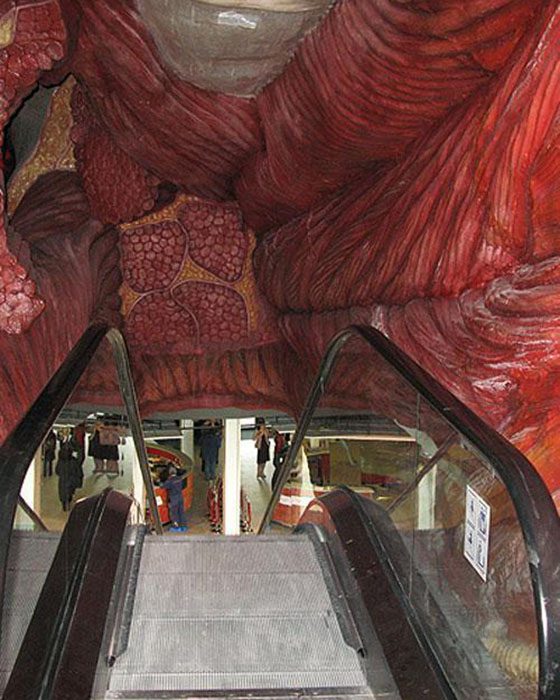 Прогулка внутрь человека: уникальный Музей человеческого тела в Нидерландах