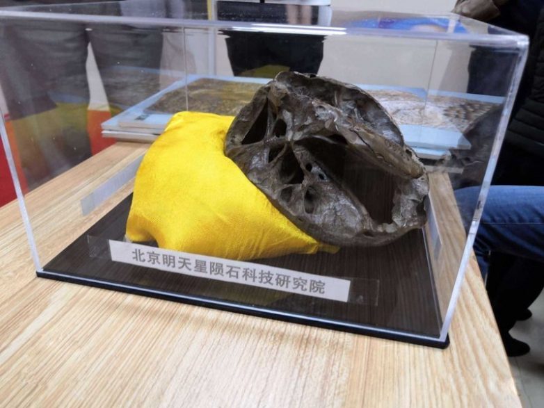 Охотник за НЛО продемонстрировал череп пришельца