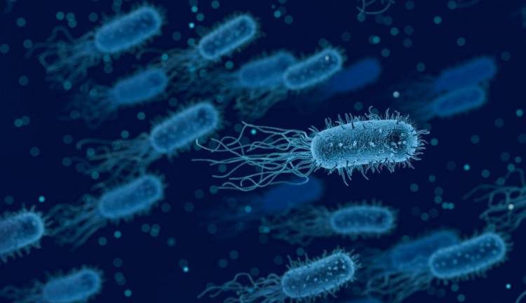 Бактарейка: бактерии как электрогенератор