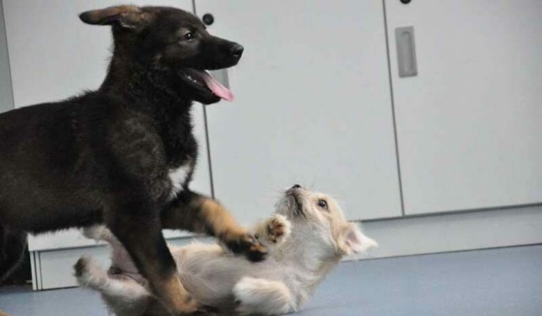 В Китае на полицейскую службу заступит собака-клон
