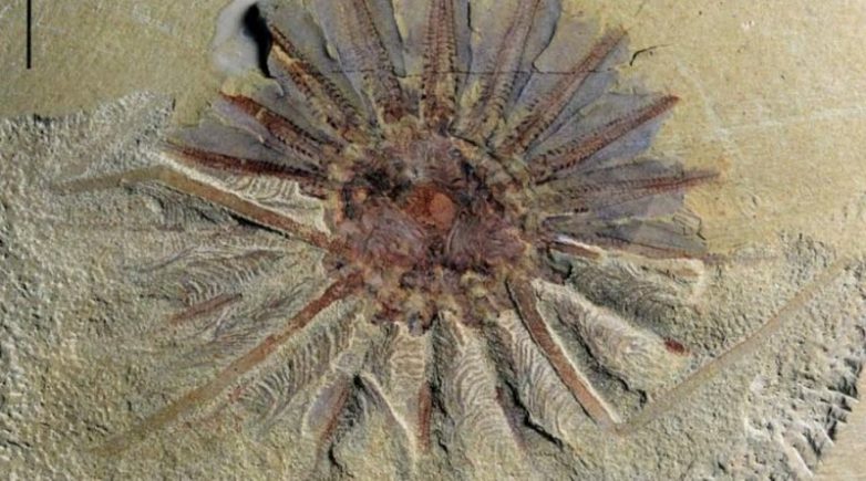 В Китае обнаружили древнее существо, которому полмиллиарда лет