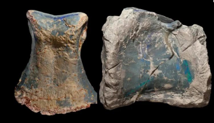 В Австралии найден новый динозавр с драгоценными камнями