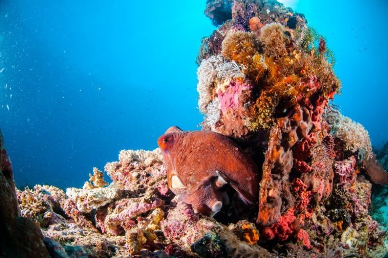 Зачем кораллы машут щупальцами?