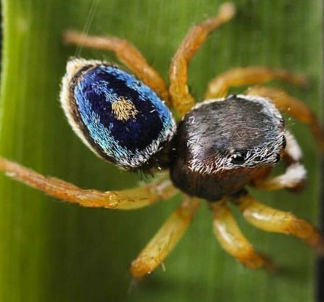 Арахнологи открыли 5 новых видов пауков-скакунов