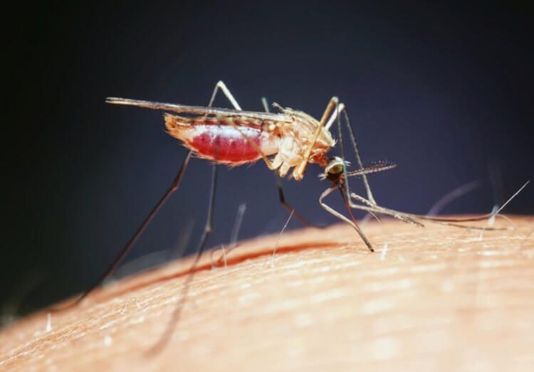 Потому и не кусают: графен против комаров