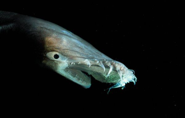 Странное чудовище из морских глубин