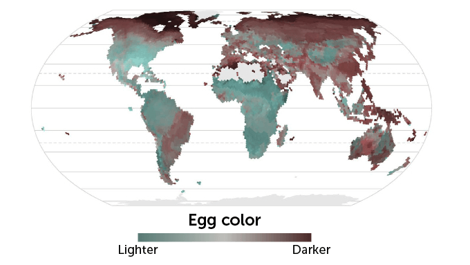 Вопрос на засыпку: от чего зависит цвет птичьих яиц?