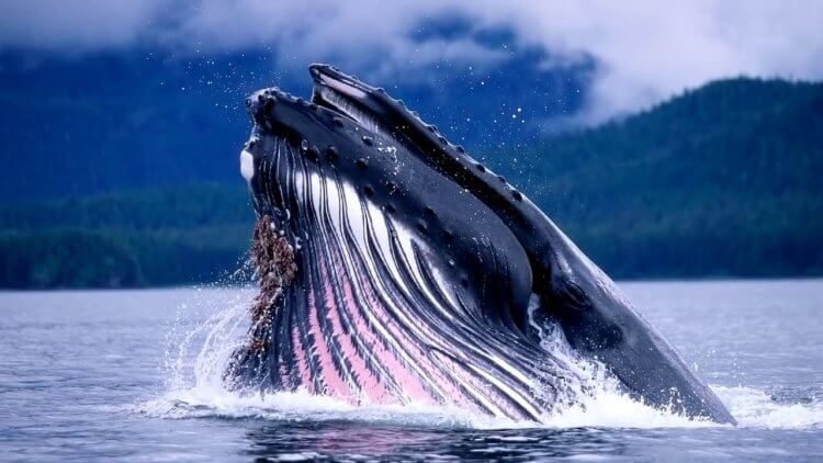 Чем сердце кита удивило учёных?