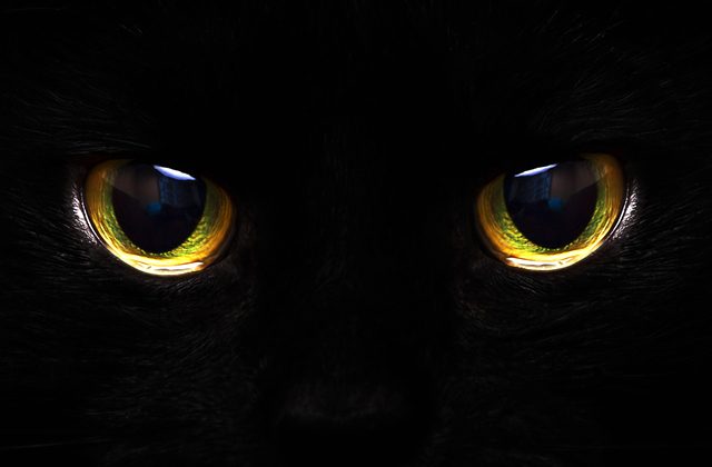 Как животные видят в темноте?