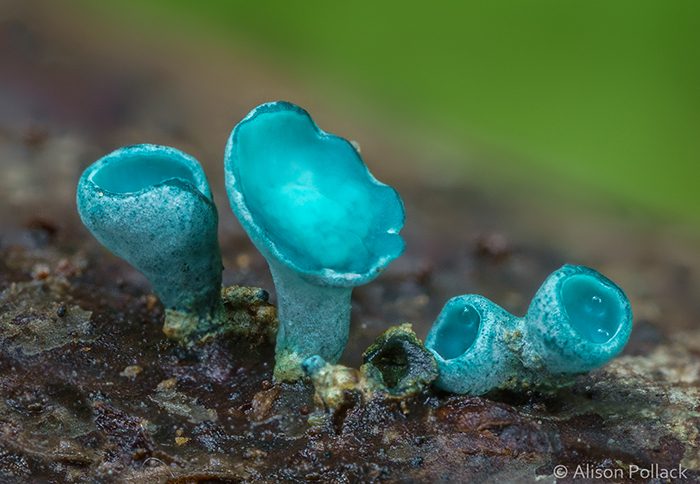 Инопланетные макрофотографии земных грибов