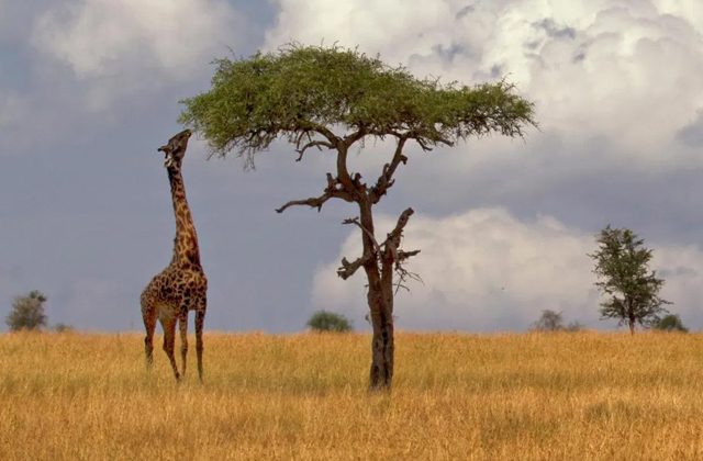 Вопрос на засыпку: зачем жирафу длинная шея?