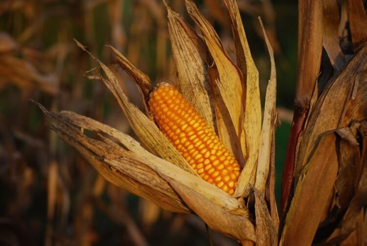 Холодоустойчивая кукуруза: уже реальность?