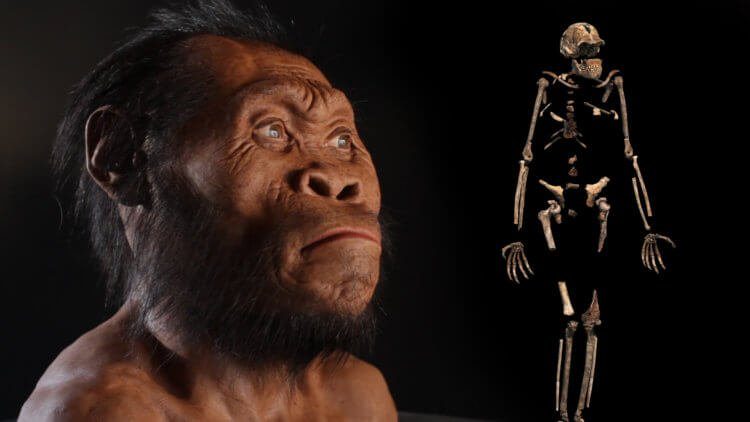 Учёные нашли доказательства существования ещё одного нашего древнего предка