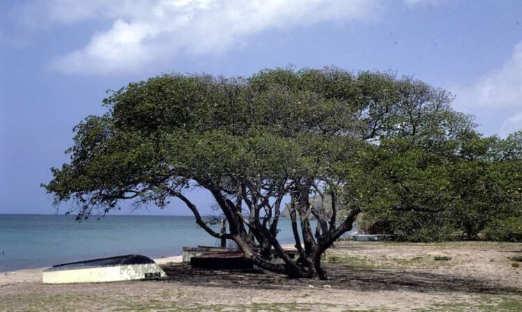 Hippomane mancinella: самое ядовитое дерево в мире