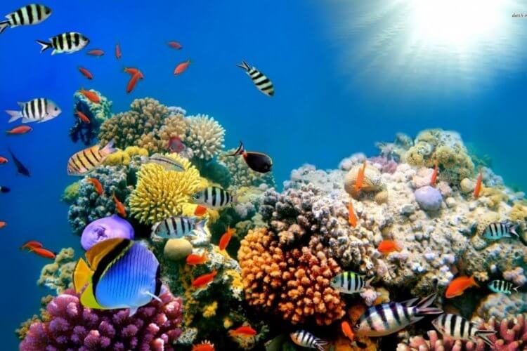Планета, которую мы теряем: коралловые рифы могут исчезнуть к 2100 году