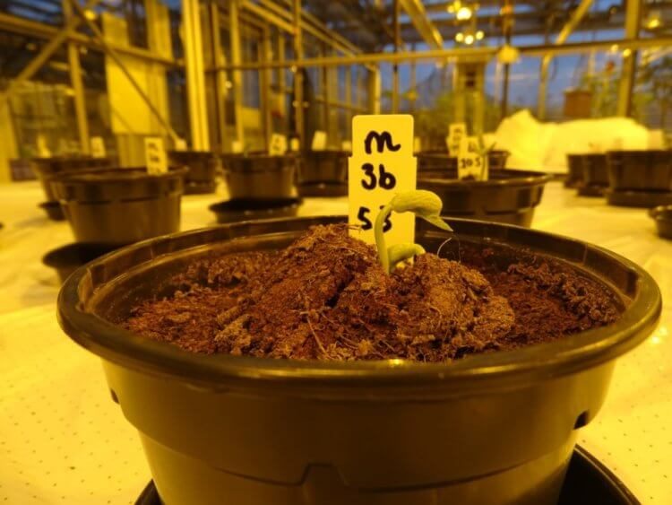 Человеческая урина может стать удобрением для марсианских растений