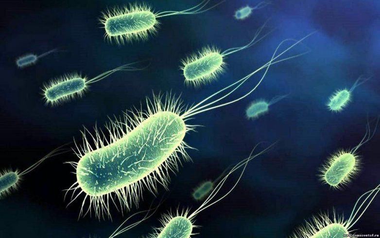 10 мест и предметов вокруг нас, которые бактерии и вирусы любят больше всего