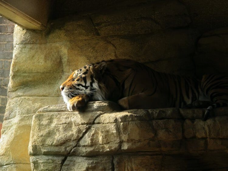 В США у тигрицы в зоопарке диагностирован коронавирус